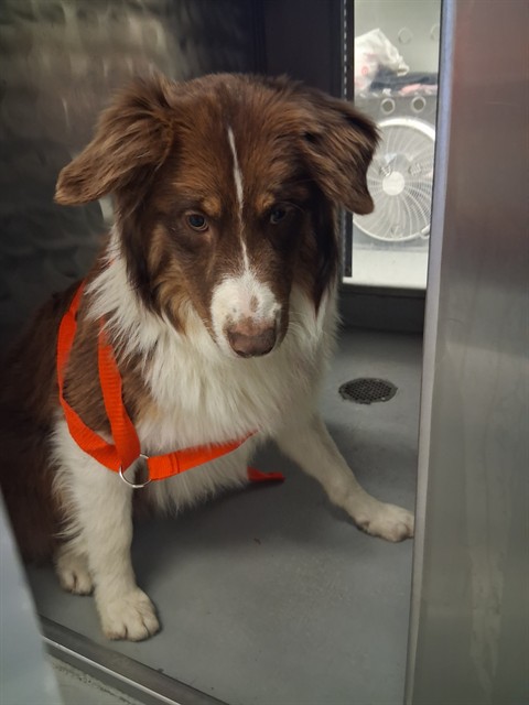 Shelter Stray Male Dog last seen KENYON ST BAKERSFIELD, Bakersfield, CA 93307