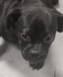 Shelter Stray Male Dog last seen INDIAN GULCH ST BAKERSFIELD, Bakersfield, CA 93307