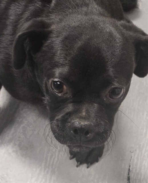 Shelter Stray Male Dog last seen INDIAN GULCH ST BAKERSFIELD, Bakersfield, CA 93307