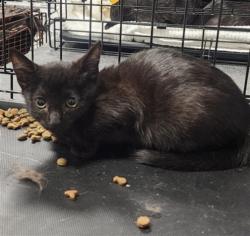 Shelter Stray Female Cat last seen , Chatsworth, CA 91311