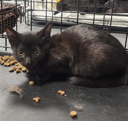 Shelter Stray Female Cat last seen , Chatsworth, CA 91311