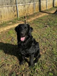 Reunited Male Dog last seen Valley home rd, Jefferson County, TN 37725