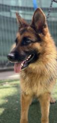 Shelter Stray Female Dog last seen , San Pedro, CA 90731