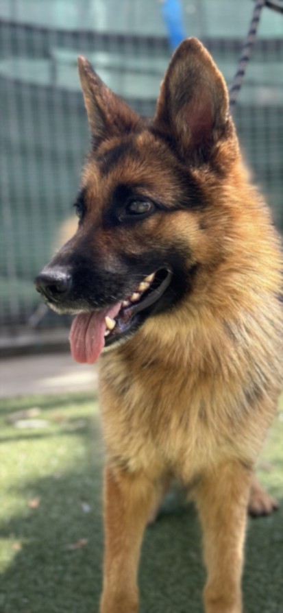 Shelter Stray Female Dog last seen , San Pedro, CA 90731