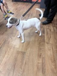 Found/Stray Female Dog last seen Near Ramey Ave, Fort Worth, TX 76112