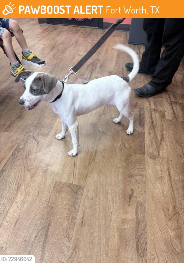 Found/Stray Female Dog last seen Near Ramey Ave, Fort Worth, TX 76112