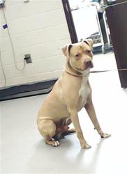 Shelter Stray Male Dog last seen Near BLOCK GRAY GOOSE LOOP, FAYETTEVILLE NC 28306, Fayetteville, NC 28306