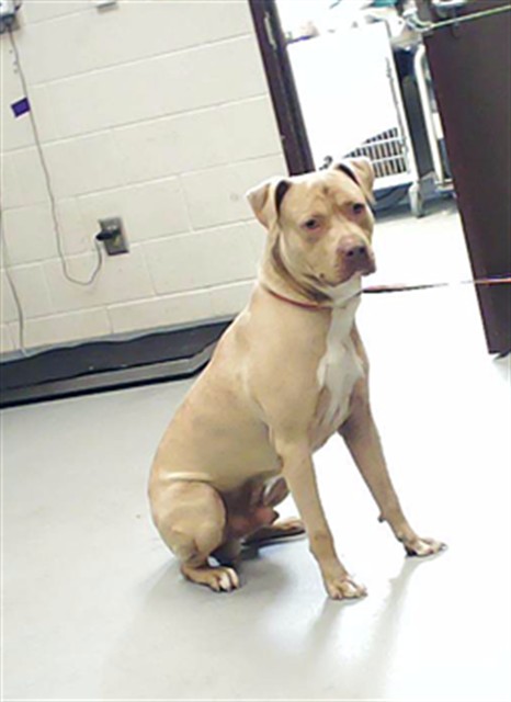 Shelter Stray Male Dog last seen Near BLOCK GRAY GOOSE LOOP, FAYETTEVILLE NC 28306, Fayetteville, NC 28306