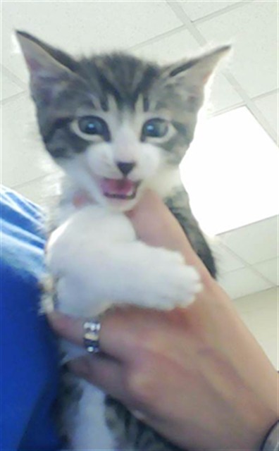 Shelter Stray Male Cat last seen , Fayetteville, NC 28306