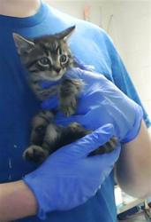 Shelter Stray Male Cat last seen , Fayetteville, NC 28306