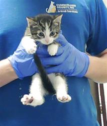 Shelter Stray Female Cat last seen , Fayetteville, NC 28306