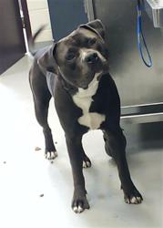 Shelter Stray Male Dog last seen Near CHICKEN FOOT RD, HOPE MILLS NC 28348, Fayetteville, NC 28306