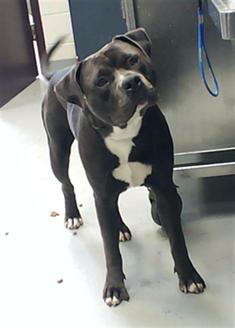 Shelter Stray Male Dog last seen Near CHICKEN FOOT RD, HOPE MILLS NC 28348, Fayetteville, NC 28306