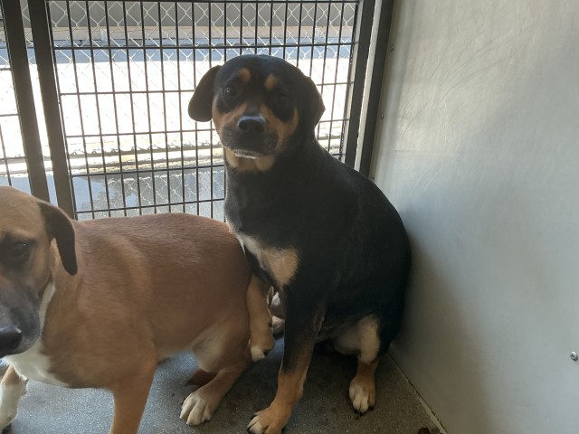 Shelter Stray Male Dog last seen Near BLOCK W JACKSON, San Bernardino, CA 92401