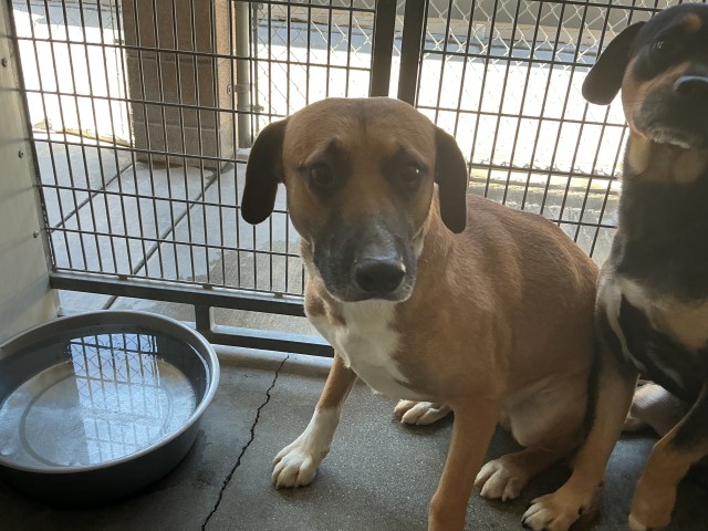 Shelter Stray Male Dog last seen Near BLOCK W JACKSON, San Bernardino, CA 92401