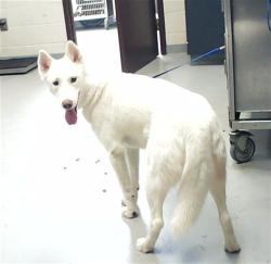 Shelter Stray Female Dog last seen Near SHAWCROSS LN, FAYETTEVILLE NC 28314, Fayetteville, NC 28306