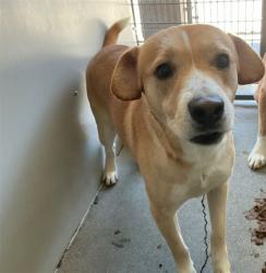 Shelter Stray Male Dog last seen Near BLOCK W JACKSON, San Bernardino, CA 92401