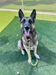 Shelter Stray Male Dog last seen , Los Angeles, CA 90031