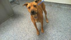 Shelter Stray Female Dog last seen CHARLOTTE, Charlotte, NC 28217