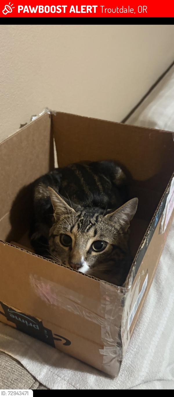 Lost Male Cat last seen Reynolds High School , Troutdale, OR 97060