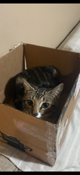 Lost Male Cat last seen Reynolds High School , Troutdale, OR 97060