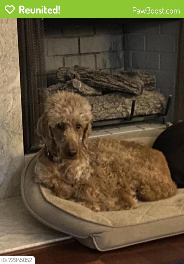 Reunited Female Dog last seen Kenesaw and Armstrong  Mill, Lexington, KY 40515