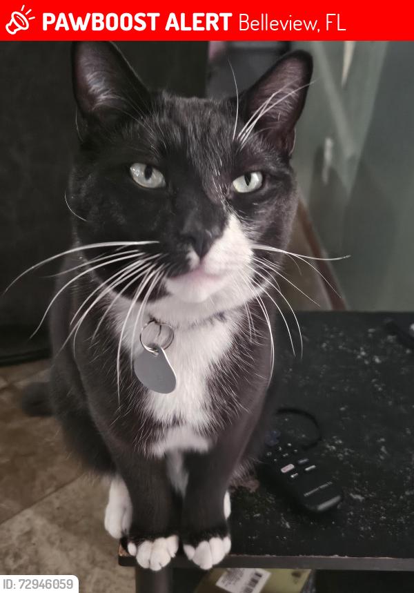 Lost Male Cat last seen 115th st, Belleview, FL 34420