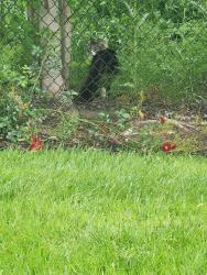 Found/Stray Unknown Cat last seen Fence to creek at NE Parks Edge Circle and NE Prahl Parkway, Hillsboro, OR 97124