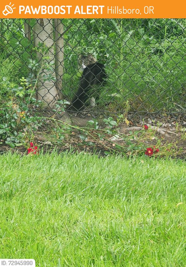 Found/Stray Unknown Cat last seen Fence to creek at NE Parks Edge Circle and NE Prahl Parkway, Hillsboro, OR 97124
