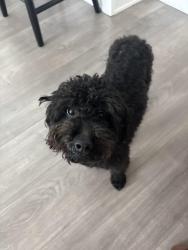 Found/Stray Female Dog last seen On W Sligh Avenue near the taco truck , Tampa, FL 33604