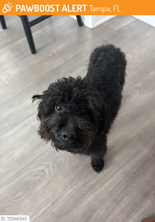 Found/Stray Female Dog last seen On W Sligh Avenue near the taco truck, Tampa, FL 33604