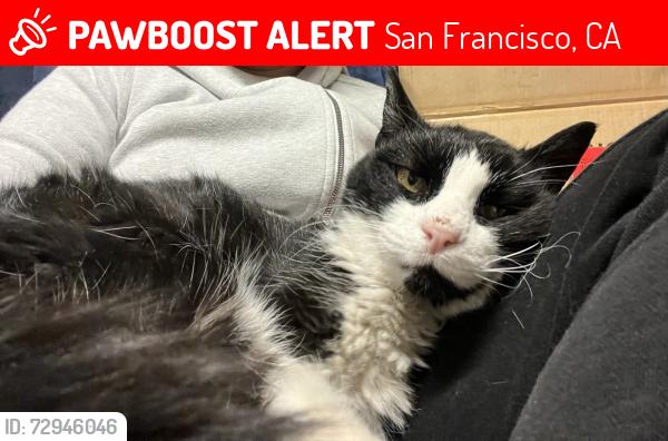 Lost Female Cat last seen Gillette and Blanken Ave, San Francisco, CA 94134