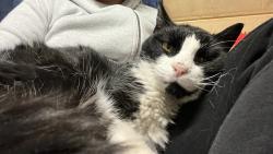 Lost Female Cat last seen Gillette and Blanken Ave, San Francisco, CA 94134