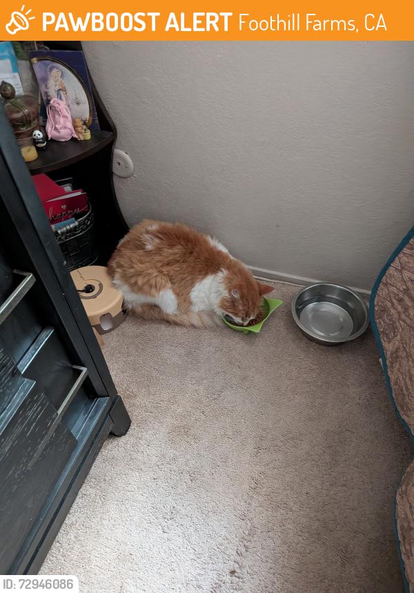 Found/Stray Male Cat last seen Hillsdale , Foothill Farms, CA 95842