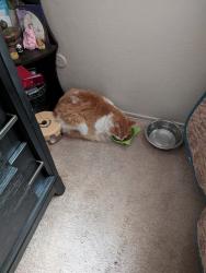 Found/Stray Male Cat last seen Hillsdale , Foothill Farms, CA 95842