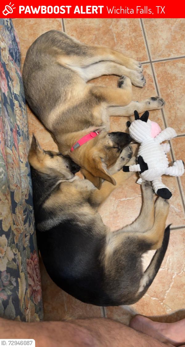 Lost Female Dog last seen Near Boren Ve, Wichita Falls, TX 76308