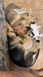 Lost Female Dog last seen Near Boren Ve, Wichita Falls, TX 76308