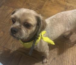 Reunited Male Dog last seen 55-25 98th Pl, Corona, NY 11368, USA, Queens, NY 11368