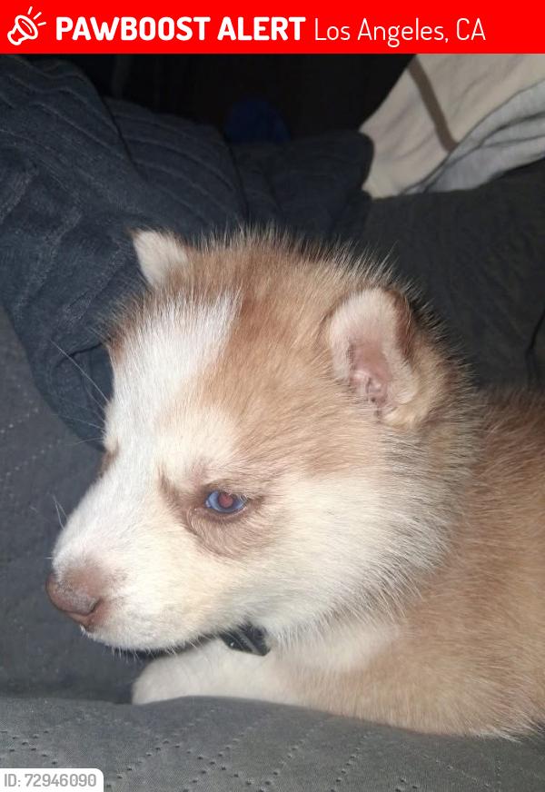 Lost Male Dog last seen Echo patk, Los Angeles, CA 90026