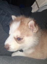 Lost Male Dog last seen Echo patk, Los Angeles, CA 90026