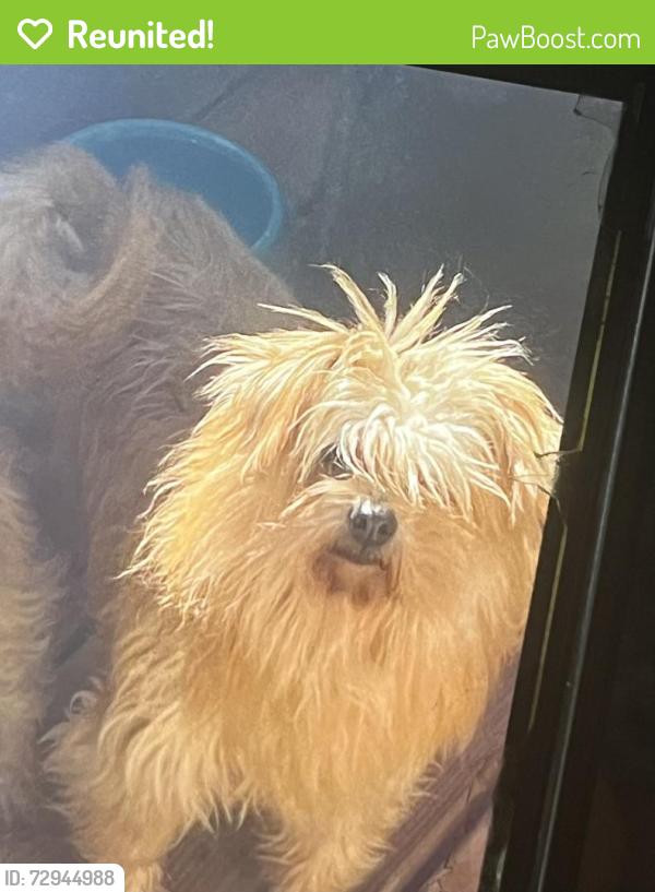 Reunited Female Dog last seen Rosemar st, laveer st, Thomas k finletter, Philadelphia, PA 19120
