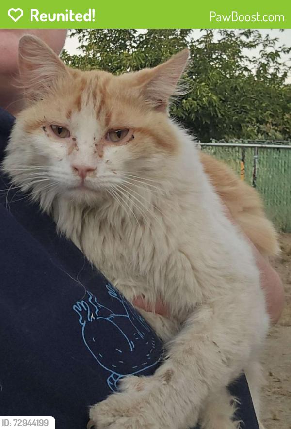 Reunited Unknown Cat last seen Gold street near school, Victorville, CA 92368