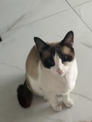 Lost Female Cat last seen Sebring Blvd and Fletcher, Tampa, FL 33618