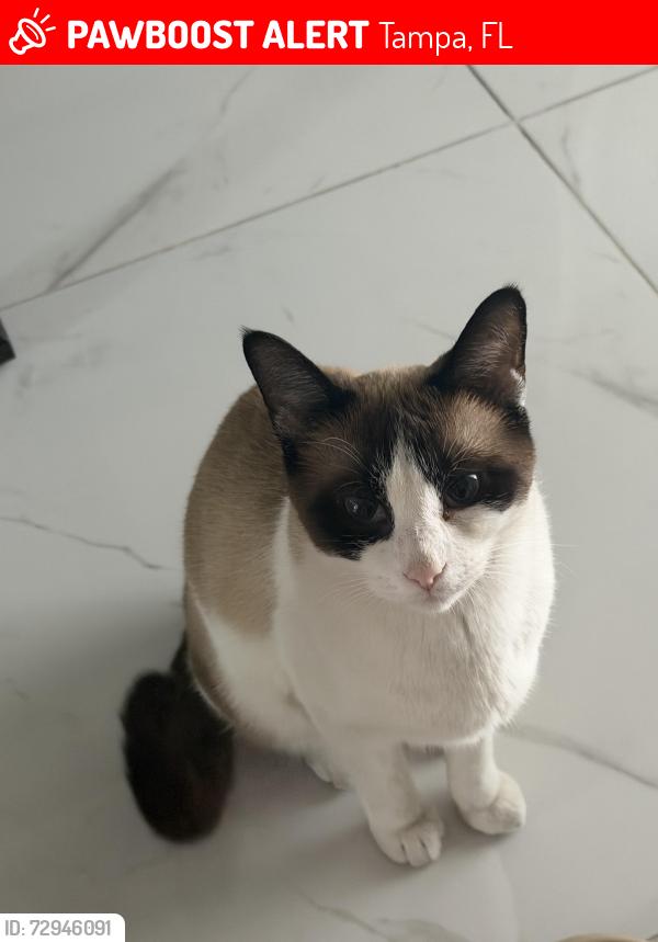 Lost Female Cat last seen Sebring Blvd and Fletcher, Tampa, FL 33618
