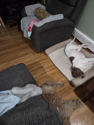 Lost Male Dog last seen Near golden rd, Lumber Bridge, NC 28357