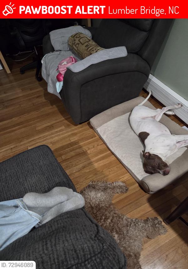 Lost Male Dog last seen Near golden rd, Lumber Bridge, NC 28357
