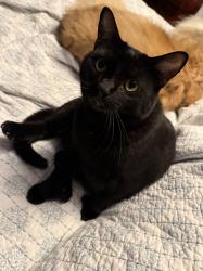 Lost Male Cat last seen At home, Greensburg, PA 15601