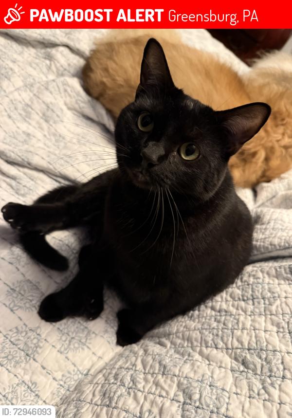 Lost Male Cat last seen At home, Greensburg, PA 15601