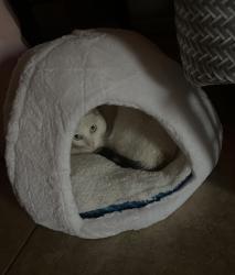Lost Female Cat last seen la sierra & indiana, Riverside, CA 92503