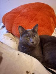 Reunited Male Cat last seen Lime Grove, Llanmartin, Wales NP18 2HY